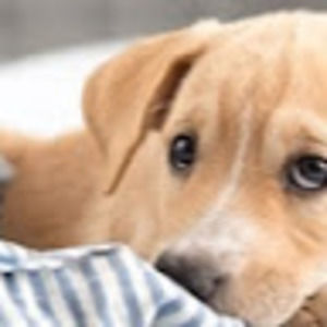 Meet your Posher, Levi